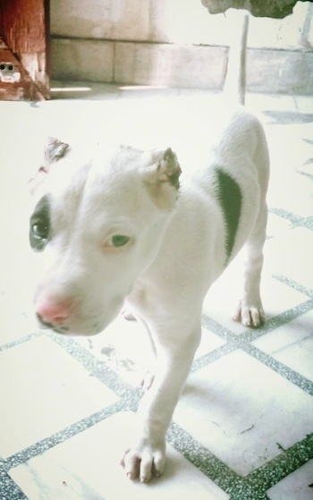 Front side view - A white with black Pakistani Bull Dog puppy is walking down a white and black tiled floor looking forward.